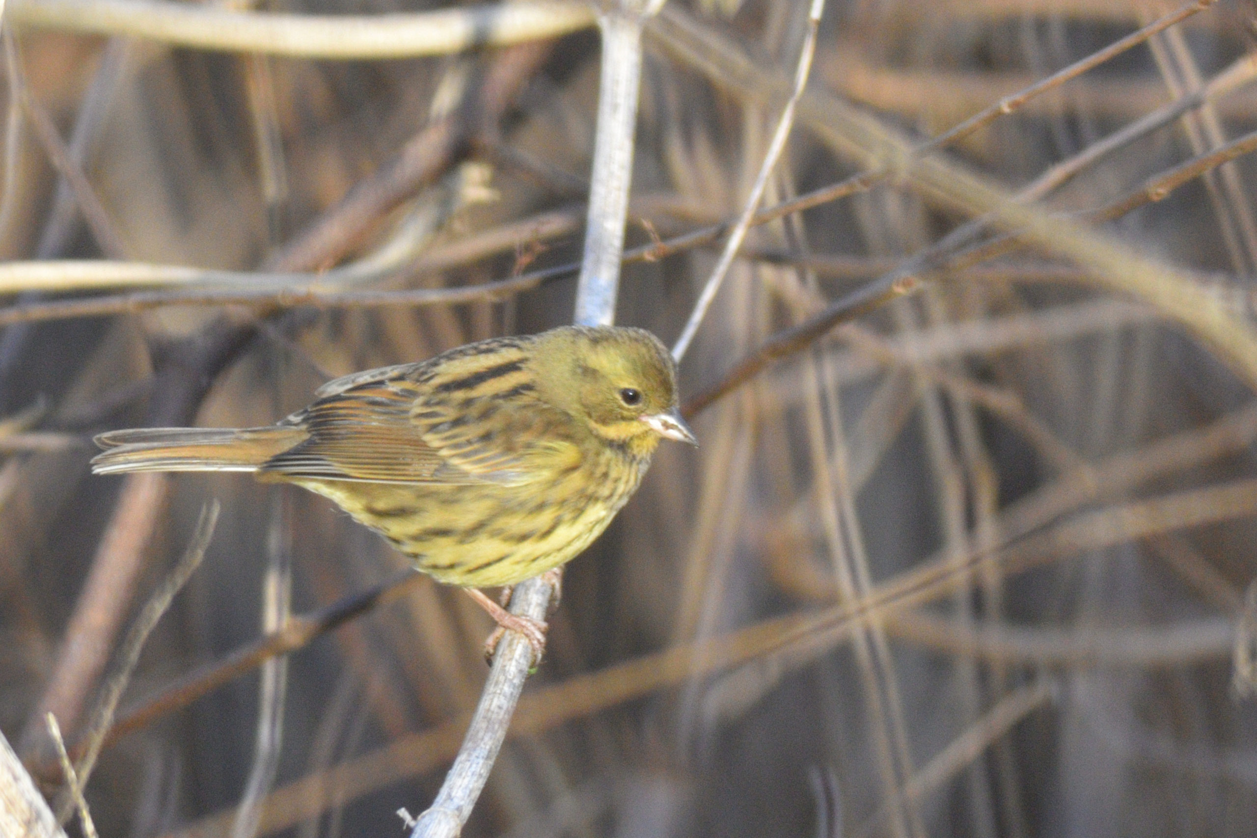 冬の鳥 アオジ 野津田公園の生き物図鑑