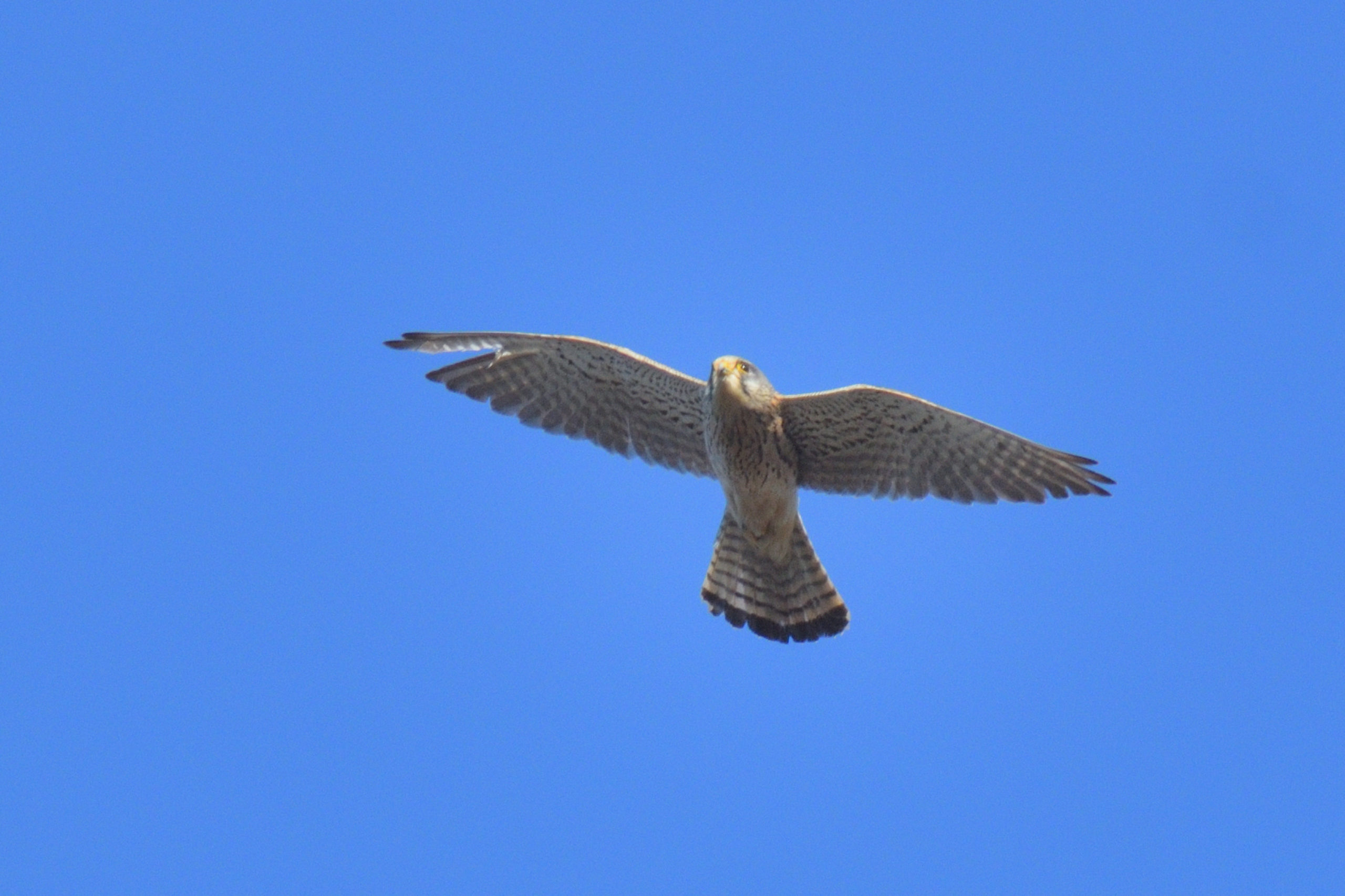 チョウゲンボウ・・大陸型！ | 野津田公園の生き物図鑑