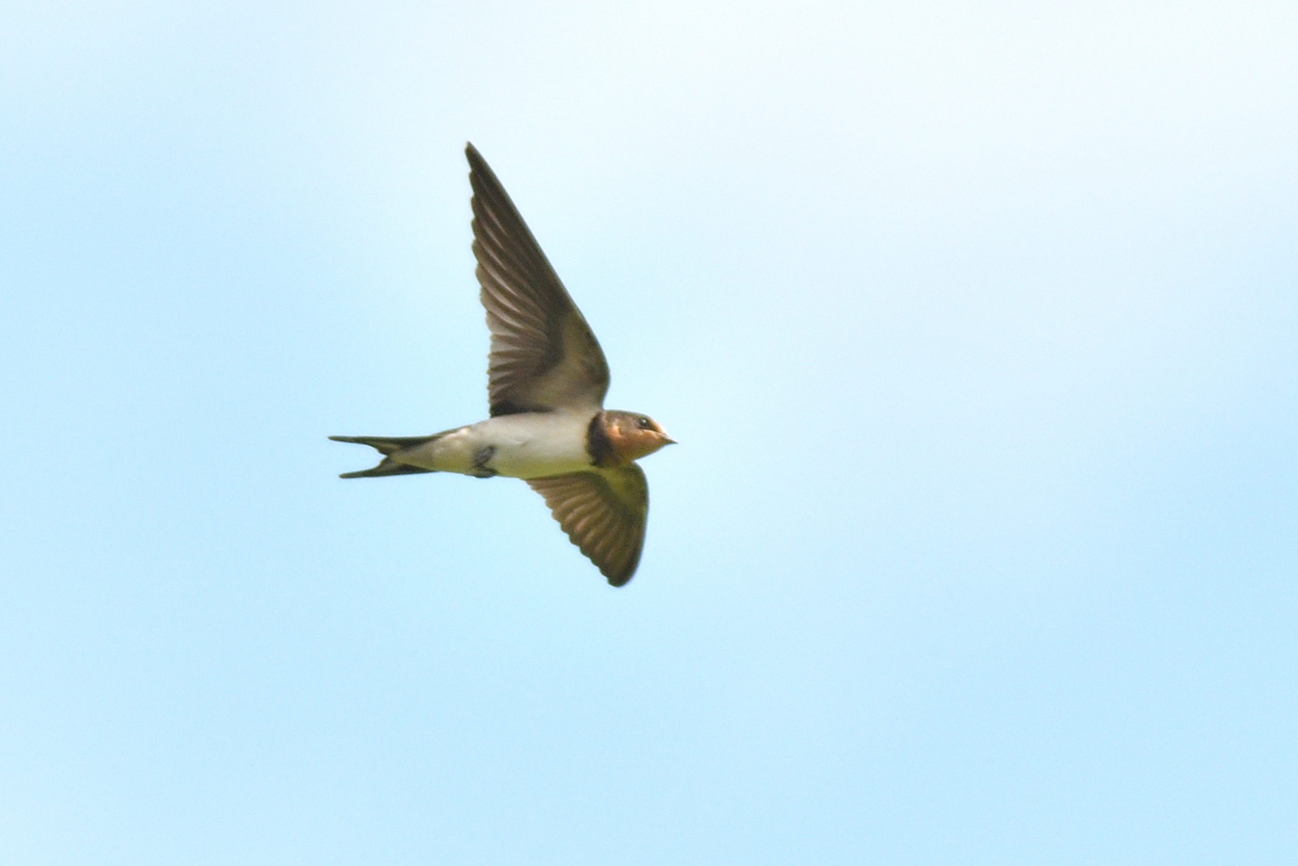 ツバメ 若鳥 | 野津田公園の生き物図鑑